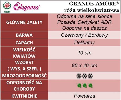 Grande Amore róże wielkokwiatowe gł. zal